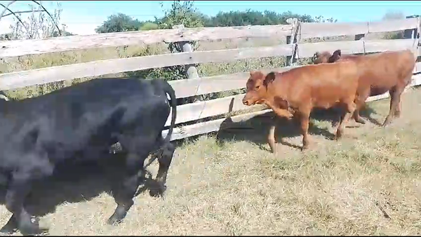 Lote 8 Terneros y Terneras AA en Pavon