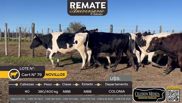 Lote 40 Novillos en Santa Rosa a 4 km de ruta 21, Colonia