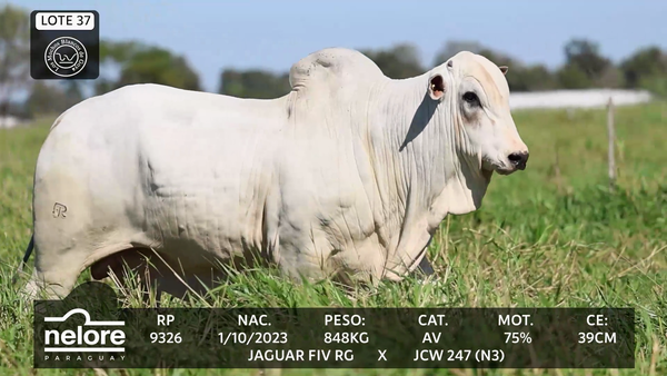 Lote LOTE 37