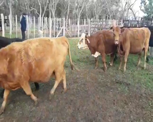 Lote 14 Vacas usadas preñadas en Brandsen, Buenos Aires