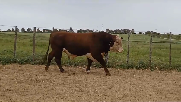 Lote TORO PI - RP 2712