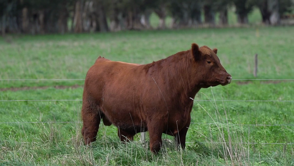 Lote TORO