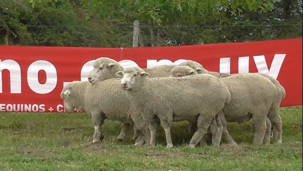 Lote 5 Carneros d19-2 / d18-3 /d19-5 /d18-32 /d19-104