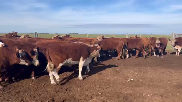 Lote NOVILLOS FORMADOS