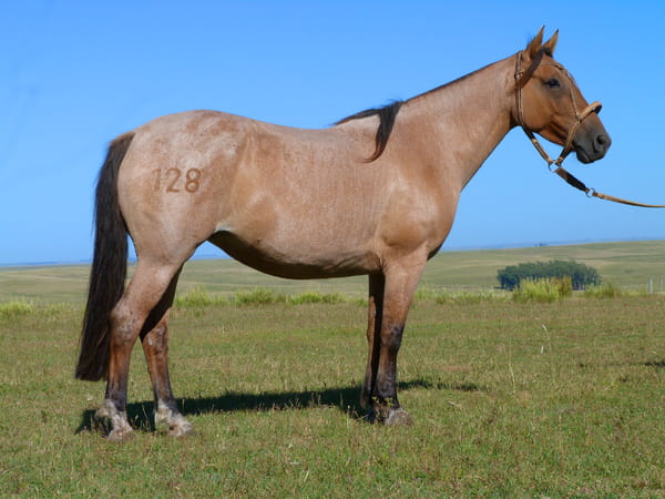 Lote Dormilona del Cerro Grande