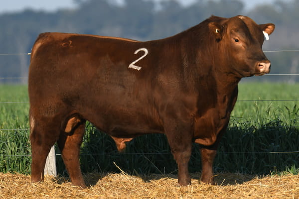 Lote TORO ANGUS PC
