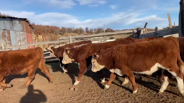 Lote 50 Novillo Engorda en Coyhaique, XI Región Aysén