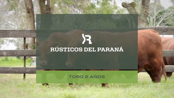 Lote Toros