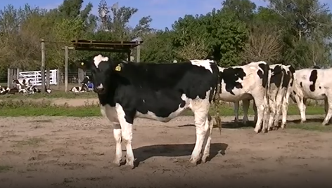 Lote 11 Vaquillonas en Lopez, Santa Fe