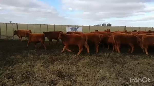 Lote 60 Terneros