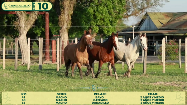 Lote LOTE 10