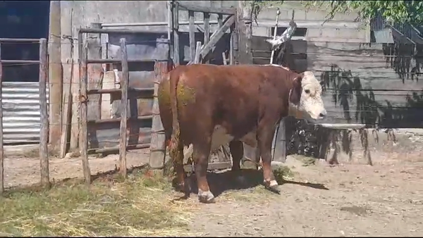 Lote TORO PI - RP 279