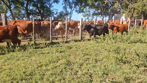 Lote TERNERAS