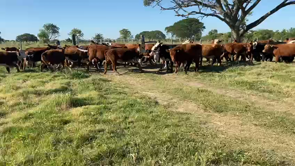 Lote 70 Terneros/as en Goya, Corrientes