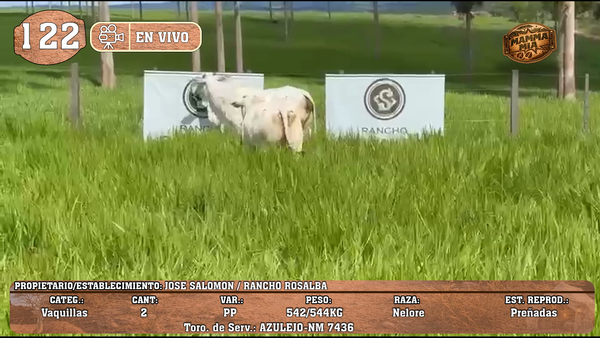 Lote LOTE 122 -EN VIVO