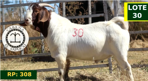 Lote CAPRINOS MACHOS 30
