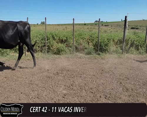 Lote (Vendido)11 Vacas de Invernada 4HExAA,  2NO,  2AAxHO,  1HE,  1NOxRA 360kg -  en  - RUTA 21, SAN PEDRO