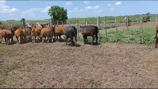 Lote 15 Terneras en Chascomús, Buenos Aires