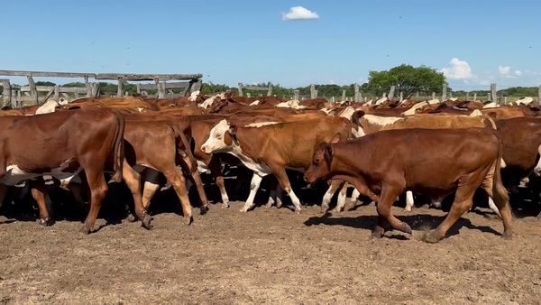 Lote 120 Terneros en Corrientes, Chavarría