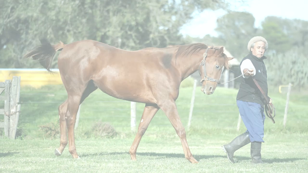 Lote APASIONADA KEY (DISTINCTIV PASSION -  GLAD TEARS KEY)