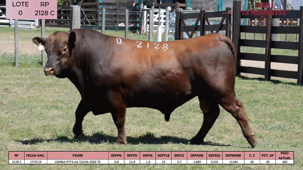 Lote ABERDEEN ANGUS PURO CONTROLADO SA