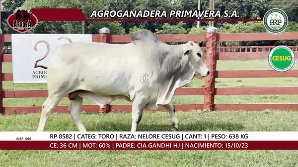 Lote TORO