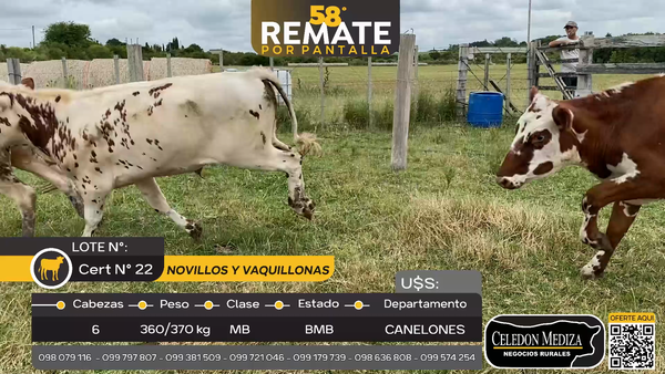 Lote 6 Novillos y vaquillonas en Las Brujas, Canelones