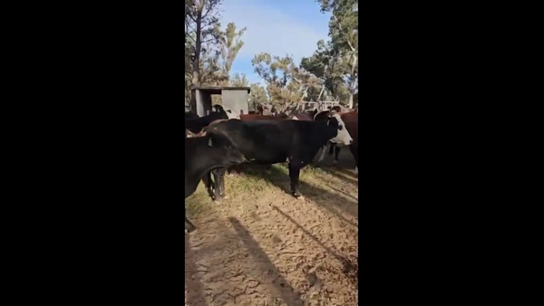 Lote 23 Vacas de invernar