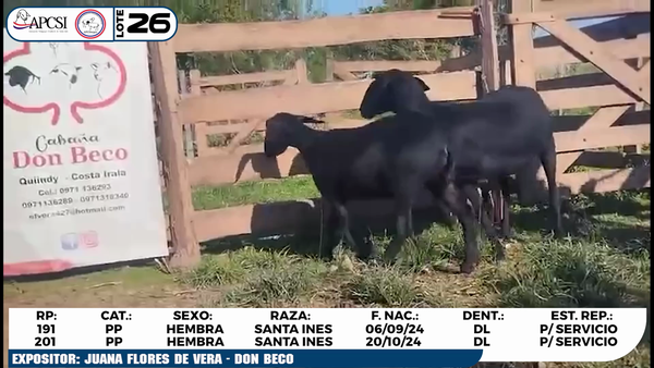 Lote LOTE 26
