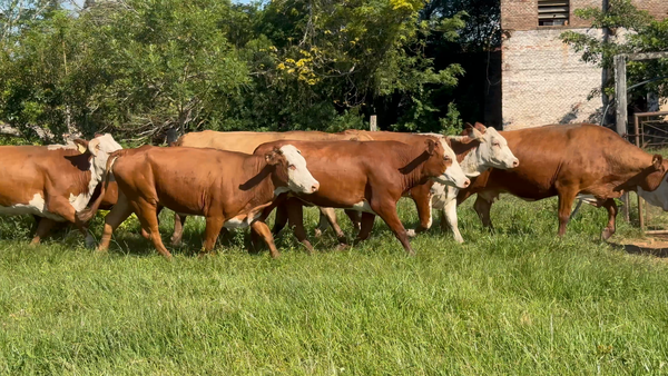 Lote 95 Vacas medio uso C/ gtia de preñez en Corrientes, Santo Tomé