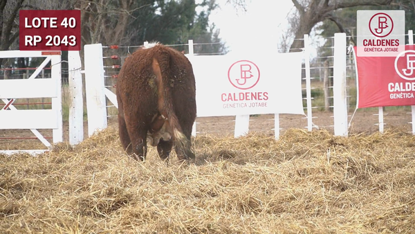 Lote Toro PR