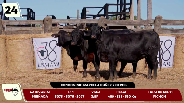 Lote LOTE 24- EN VIVO