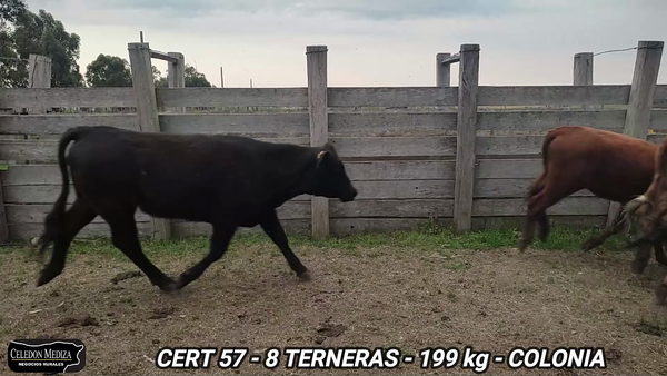Lote 8 Terneras en Colonia