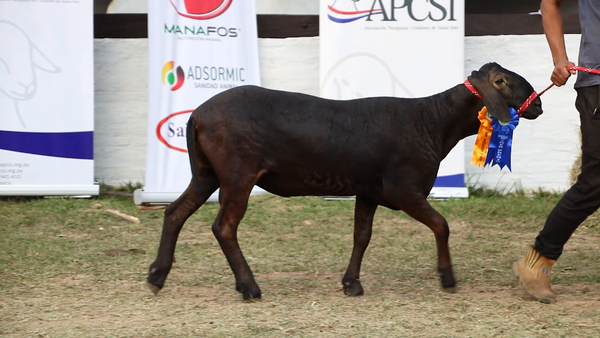 Lote Lote 18 - Ovinos