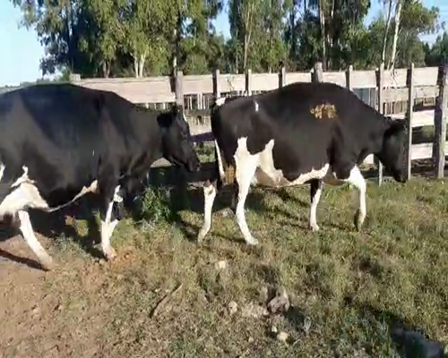 Lote 2 Vaca HOLANDO 500kg - , San José