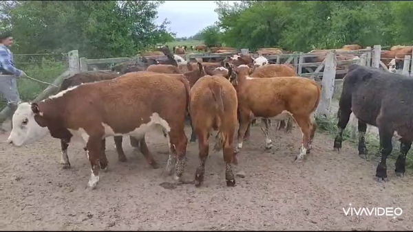 Lote 35 Terneros en Brandsen, Buenos Aires