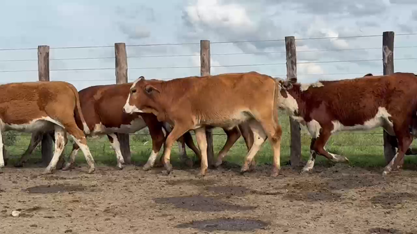 Lote 120 Terneras en Corrientes, Sauce