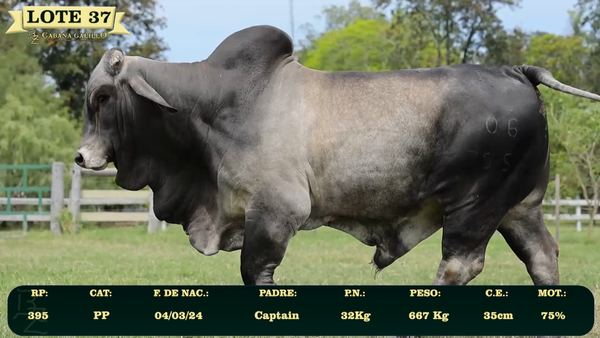 Lote LOTE 37