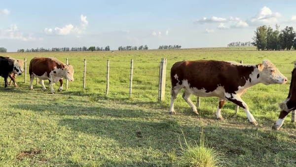 Lote VACAS PREÑADAS
