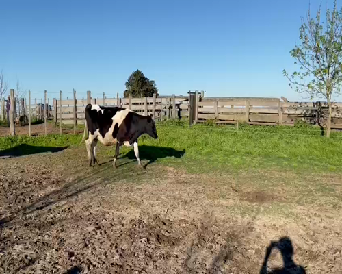 Lote 4 Vaca en 18 de Julio-Pueblo Nuevo, San José