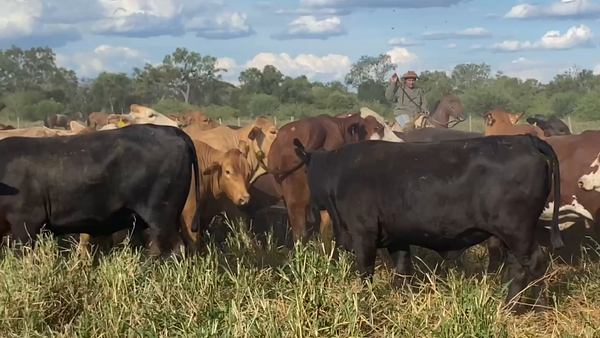 Lote 50 Vaquillonas preñadas en Laguna Yema, Formosa