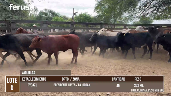 Lote LOTE 5