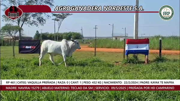 Lote VAQUILLA PREÑADA