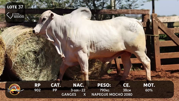 Lote LOTE 37