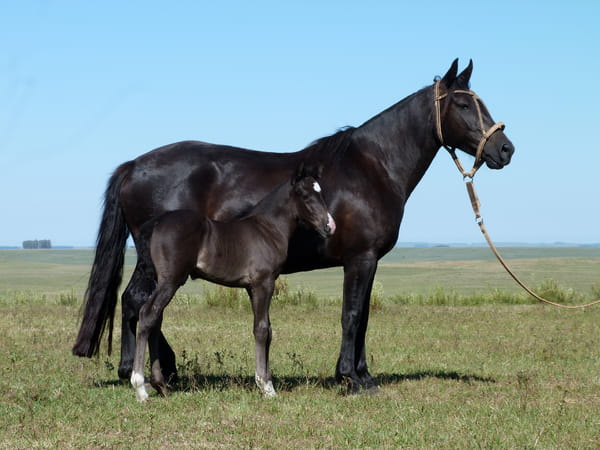 Lote Ibirapitá Salpay