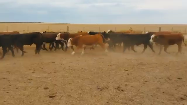 Lote 100 Terneros Angus y sus cruzas en Las Peñas, Córdoba