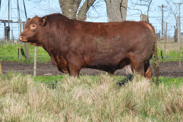 Lote TOROS PP 3 años