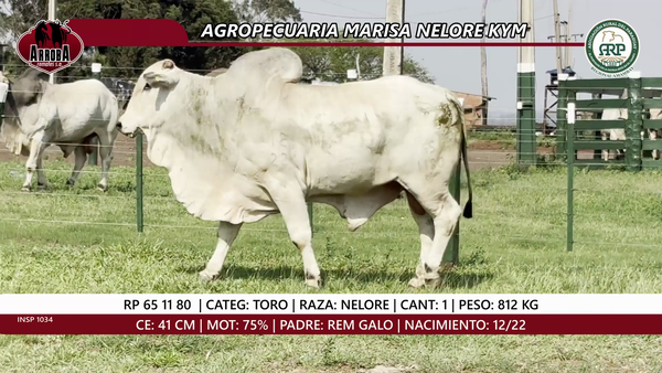 Lote TORO