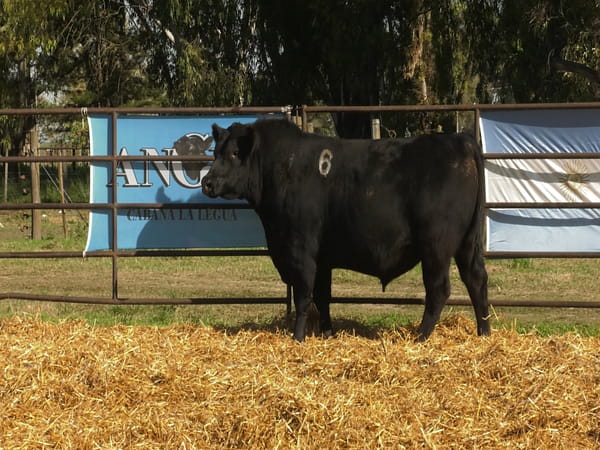 Lote TOROS ANGUS NEGROS PC