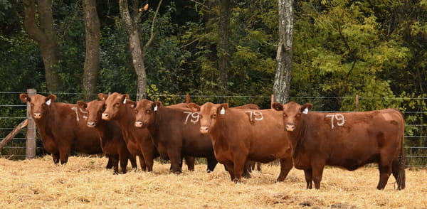 Lote VACAS ANGUS 2° SERV